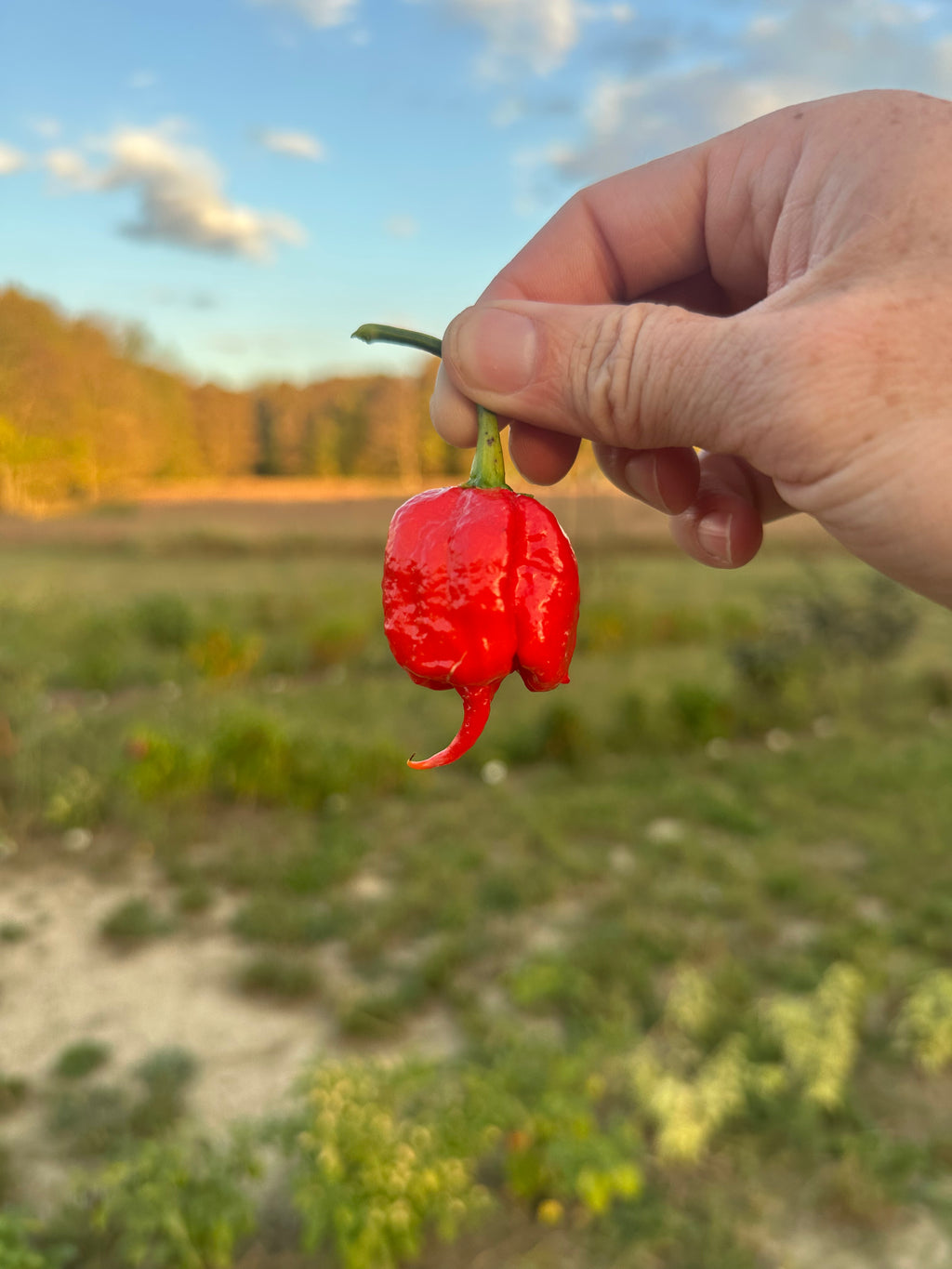 Heatless 7 Pot Primo