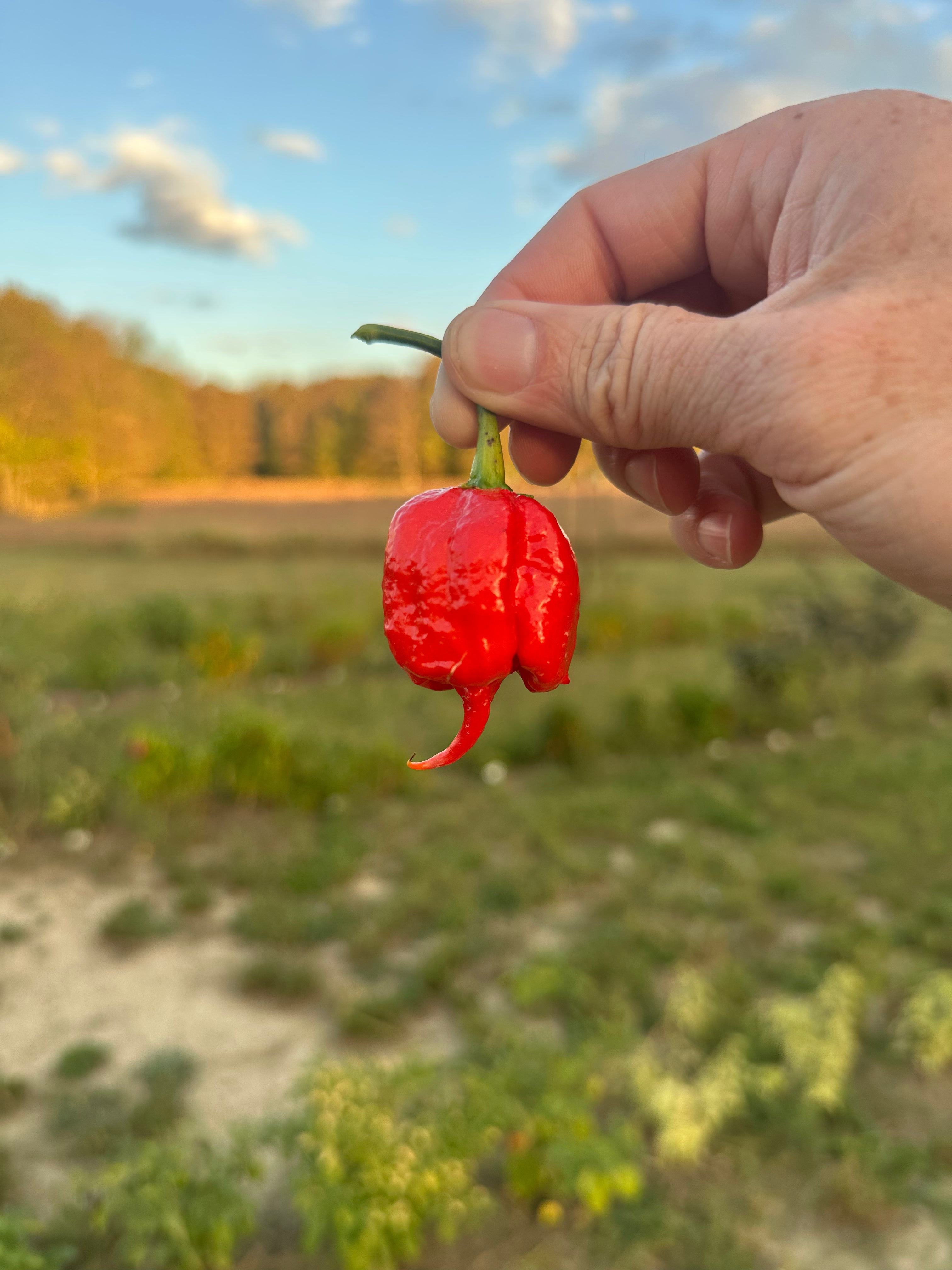 Heatless 7 Pot Primo