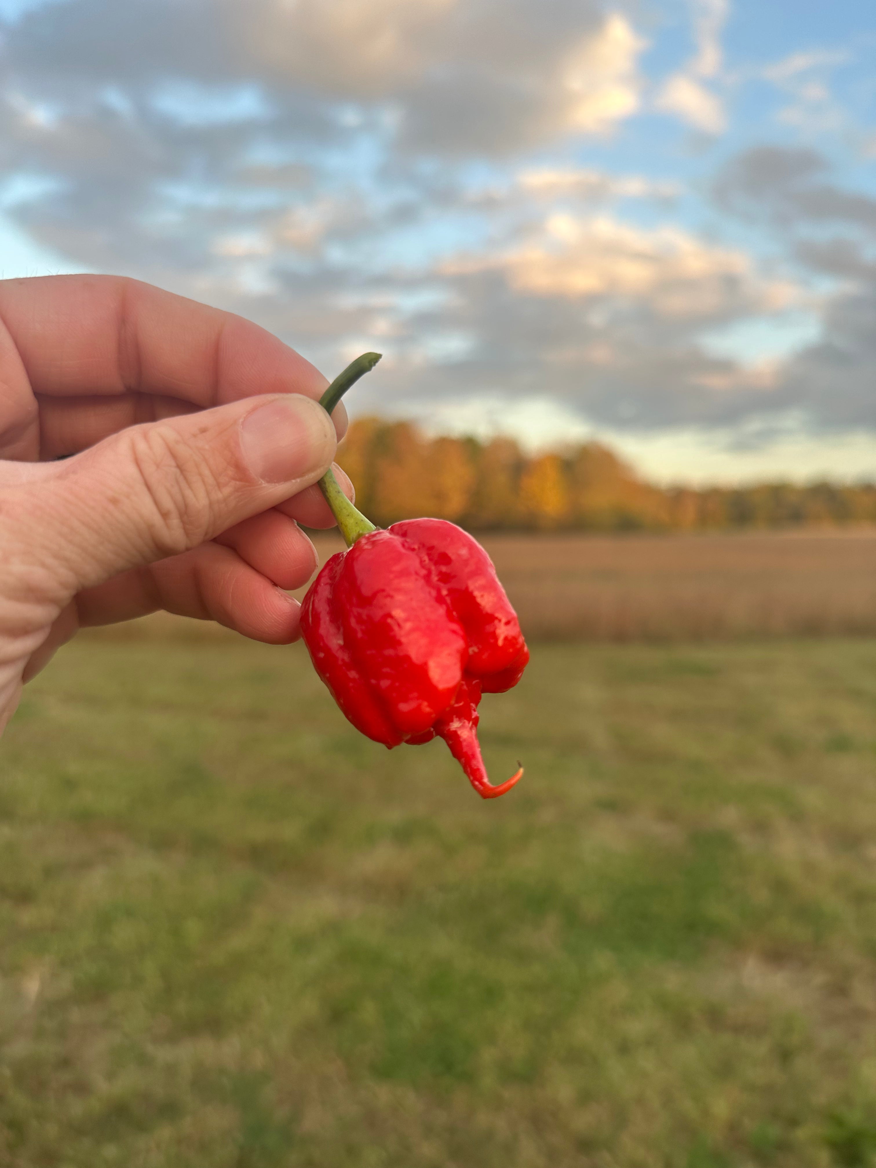 Heatless 7 Pot Primo