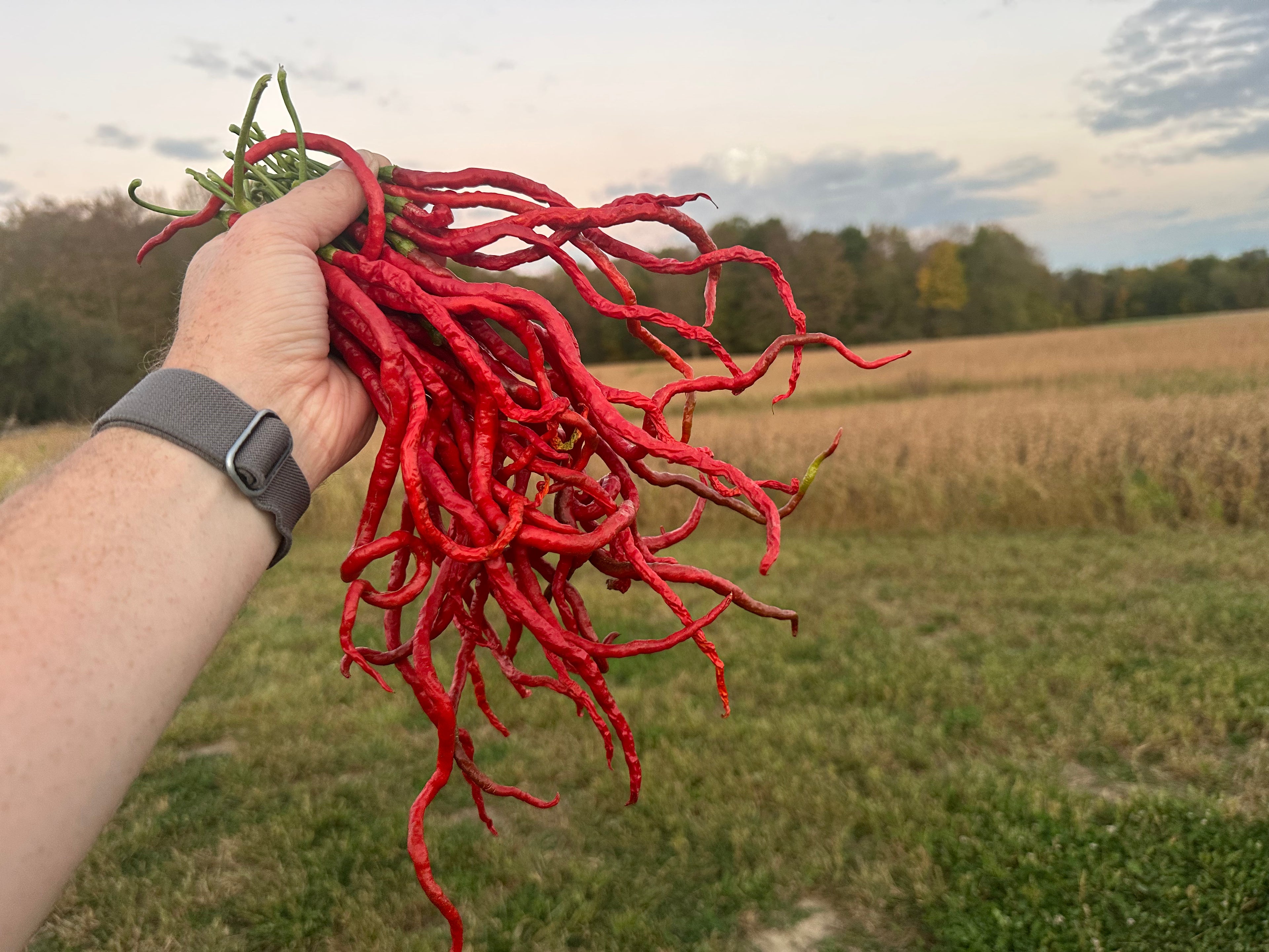 Thunder Mountain Longhorn
