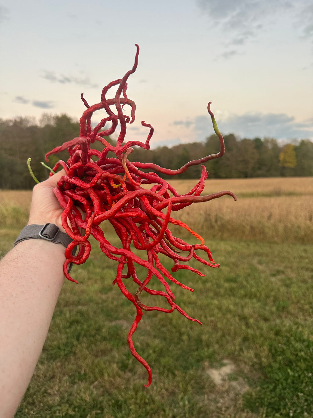 Thunder Mountain Longhorn