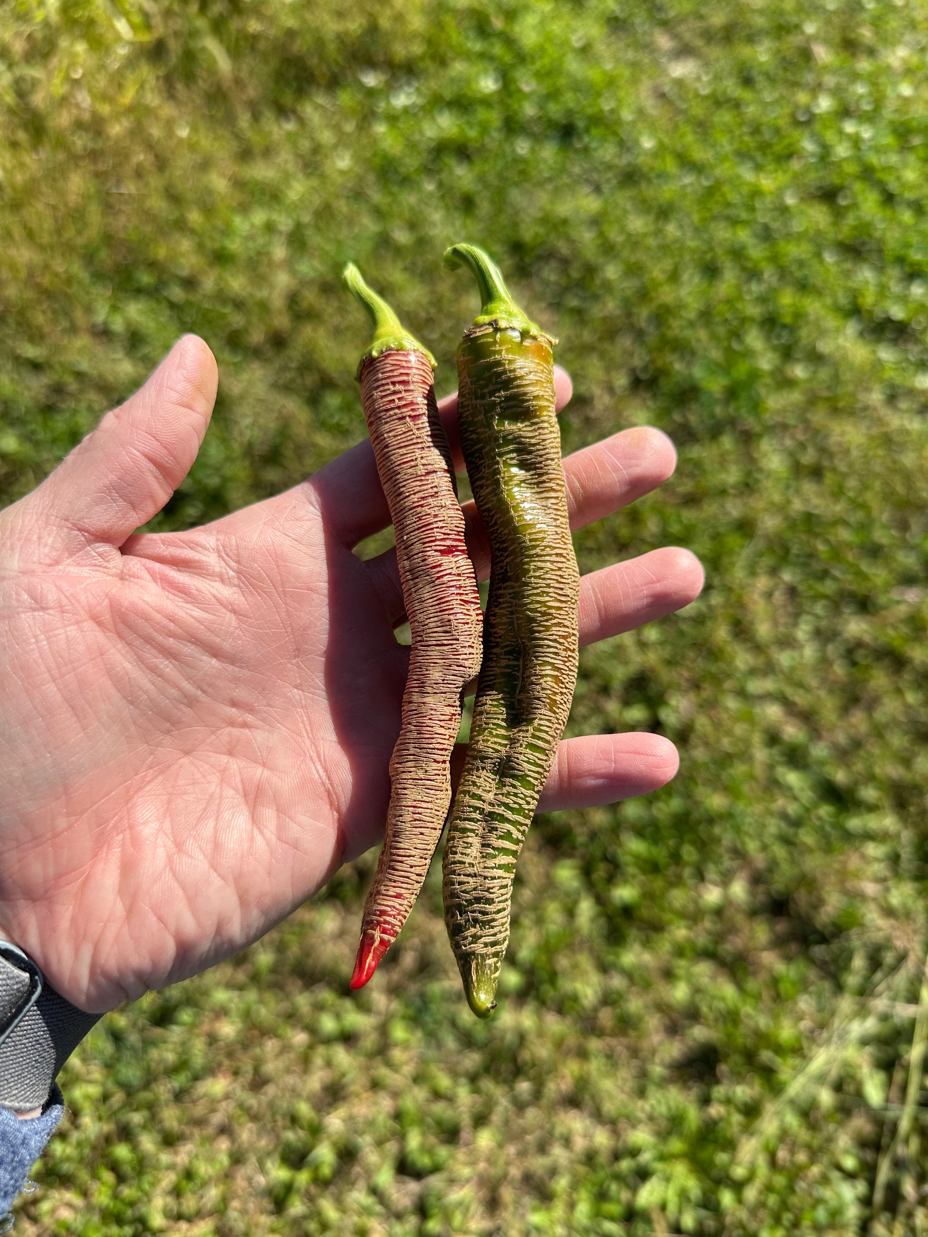 Rezha Macedonia – Pepper Ranger